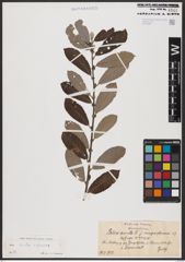 Foto von Salix aurita L. x Salix cinerea L.